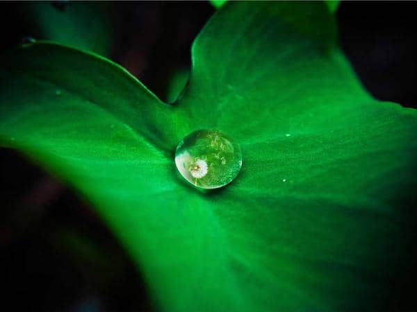 Tình nguyện — Tay Ho — photo 2